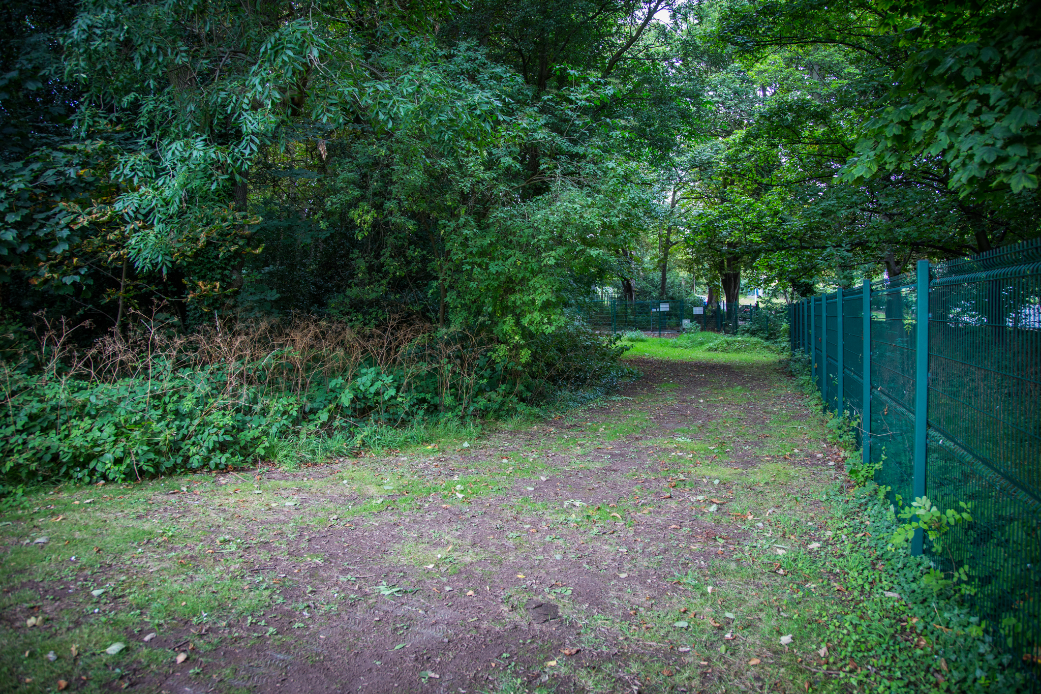 If you go down in the woods today